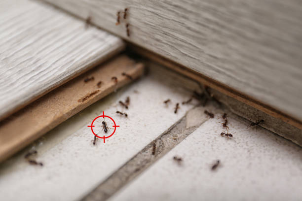 Best Ant Control Services  in Mansfield, AR