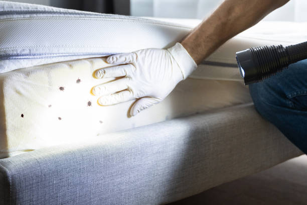 Best Rat Extermination Near Me  in Mansfield, AR
