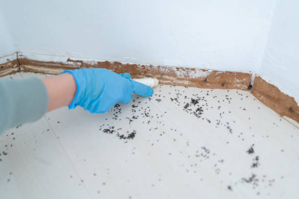 Best Bed Bug Extermination  in Mansfield, AR